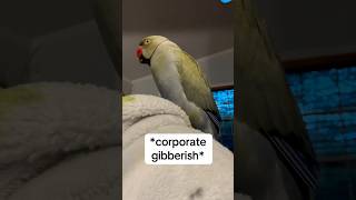 POV your boss is a jerk… work talkingbird talkingparrot funnyanimals corporate parrot irn [upl. by Luthanen72]