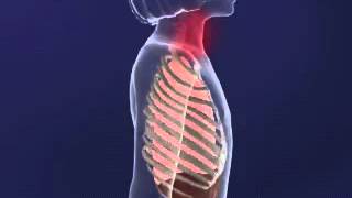 Intercostal MUscles animation YouTube [upl. by Holofernes]