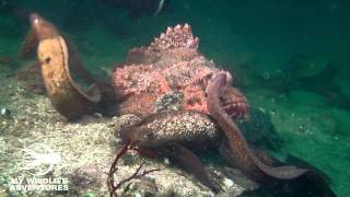 Dangerous Moray Eels  Monsters or Myth [upl. by Anyala]