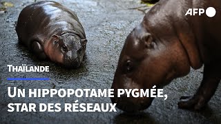 Moo Deng lhippopotame pygmée star des réseaux et emblème des espèces menacées  AFP [upl. by O'Reilly]