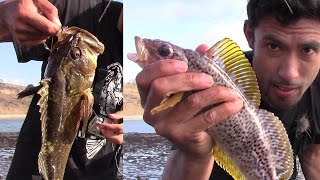 Catching 5 Species of Fish in 15 Minutes Catch and Release [upl. by Nordgren691]