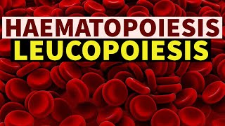 LEUCOPOIESIS  DrSonu Yadav  Pathology Kingdom  Haematopoiesis Series  Haematology [upl. by Neersan]