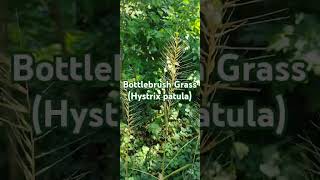 Bottlebrush Grass nativeplants garden ornamentalplants woodland [upl. by Wat]