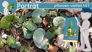 🖼️ Porträt 024  Gewöhnliche Haselwurz Asarum europaeum  WildpflanzenSteckbrief Giftig [upl. by Aynwat]