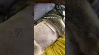 Incision healing progress The first two weeks post surgery caninelobectomy caninerehab [upl. by Attekahs]