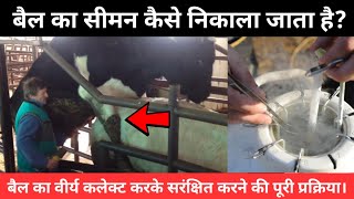 Bull ka siman kaise taiyar kiya jata hai  How to collect semen of bull बैल का स्पर्म कैसे निकालते [upl. by Hancock]