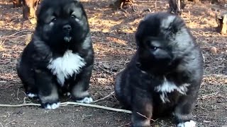 Cute Caucasian Shepherd Dog Puppies in Tbilisi Zoo 2015 NEW HD VIDEO [upl. by Krebs114]