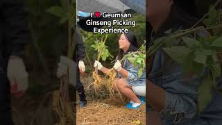 Geumsan Vibe 4Ginseng Picking Experience [upl. by Mora]