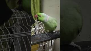 Mitthu Ke Pass Har Swal Ka Jwab Hai parrot parrottalking alexander cute parrotlover anuandsuji [upl. by Aleekat]