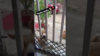 my pet family 🐕❣️🥀mypetyehdostihumnhitodengelovemypetcatmypetdogdogshortspetsfunnydogpet [upl. by Analem]