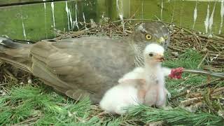 Frisch geschlüpftes Habichtskind aus 2021  newly hatched hawk baby [upl. by Nashom172]