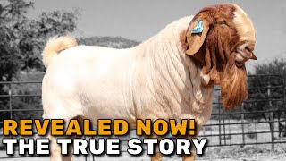 BOER GOATS  History of the  South African Boer Goats [upl. by Hanway320]