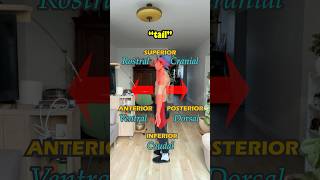 Anatomical terms of position anatomy biology physiotherapy calisthenics lesson educational [upl. by Htederem912]