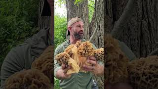 Finding Giant Morel Mushrooms in Michigan [upl. by Oiramaj]