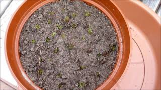 Repotting Drosera Sundews as Hibernacula [upl. by Acirfa]