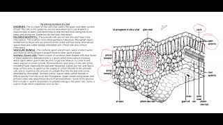 LEAF STRUCTURE 5090 O LEVEL BIOLOGY TOPIC [upl. by Ajan]