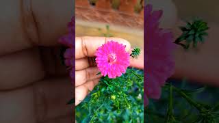 Purple Daisy സൂപ്പർ ആണേ purple daisy plant [upl. by Haelak]