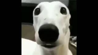 Perro blanco temblando de frío meme shitpost [upl. by Peppy669]