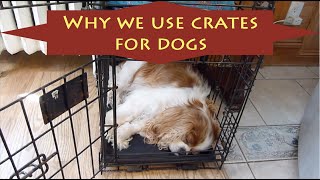 Why We Use Crates For Dogs [upl. by Ised990]