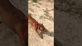 Zimmy  apbt  lock fighter doglover myanimal viralvideo [upl. by Henn]