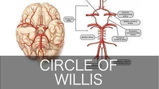 How to Draw the Circle of Willis [upl. by Goldin536]