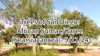 Trees of San Diego African Sumac Searsia lancea 91124 [upl. by Amiarom]