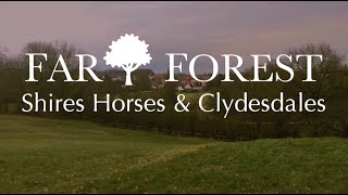 Far Forest Germany  Shire Horses and Clydesdales [upl. by Raleigh122]