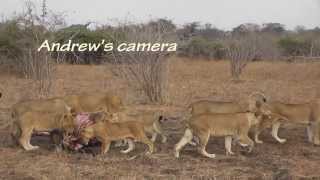 Cubs killed by dominant lioness [upl. by Noeruat]