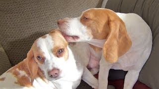 Skullduggery Saturday Dogs Stop Fighting When They Notice Camera [upl. by Dnomed631]