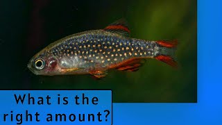 CELESTIAL PEARL DANIOS CPD  How many can I put in a tank [upl. by Yerga706]