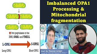 Mitochondria  Imbalanced opa1 processing and Mitochondrial fragmentation [upl. by Yclehc]