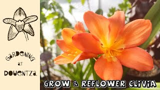 How to Grow and Reflower the Clivia  Quick amp Easy Guide [upl. by Ayiak371]