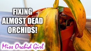 10 ways to almost destroy Orchids amp how to fix them [upl. by Ellenrahc]