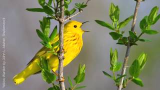 Yellow Warbler Song [upl. by Euf]