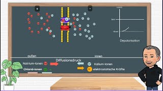 Signaltransduktion an Sinneszellen  wie aus einem äußeren Reiz eine neuronale Erregung entsteht [upl. by Aicargatla380]