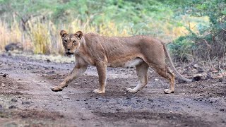 Ethiopias Hidden Treasures The Rare Ethiopian Lion amp Hamadryas Baboon [upl. by Humph829]