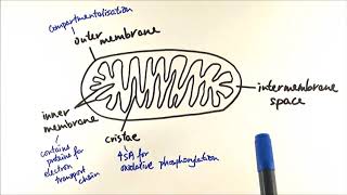 A2 Biology  Respiration Mitochondria structure and functions OCR A Chapter 182 [upl. by Brucie926]