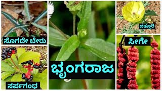 Plants names in kannada language Part 1 [upl. by Terrena]