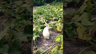 rabbits forest loversanimals 🐇🐇🐇nature photograohy 🌹🌹🌹trendingbankashortsvideo [upl. by Attenoj]