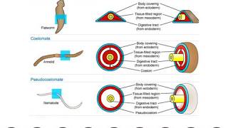 7  Grd11 Biodiversity Of Animals Tissue Layers Coelom Gut Openings [upl. by Esyla]