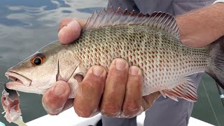 2 Tricks To Catching Big Mangrove Snapper Inshore [upl. by Tish]