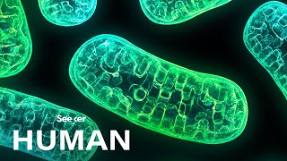 Mitochondria Arent Just the Powerhouse of the Cell [upl. by Ander]