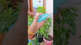 Jatropha plant cutting plantsngardens ✂️ garden gardening [upl. by Ameyn342]