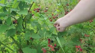 Roadside Raspberry Picking Lucky find [upl. by Tnafni]