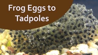 Frog Egg Development Time Lapse [upl. by Tnemelc918]