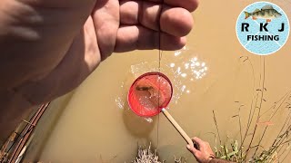 Catching Yabbies With The Meat And String Technique Baited Lines [upl. by Marko248]