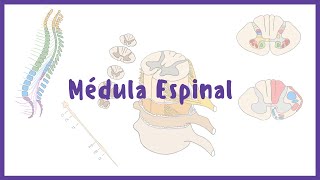 NEUROANATOMÍA  Configuración Interna y Externa  Médula espinal [upl. by Minetta668]