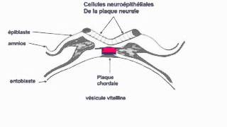 1ère 2éme et 3éme semaine du développement embryonnaire humain [upl. by Vilberg254]