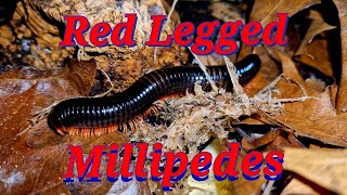 Red Legged Millipedes [upl. by Arundel]