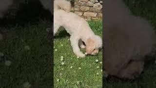 hilarious dog chasing bee cavapoochon [upl. by Agosto]